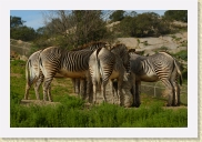 DSC_4249 Zebras * 700 x 467 * (280KB)
